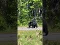 Bear Safety on the Coastal Trail