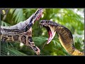 15 De Las Serpientes Más Venenosas Del Mundo