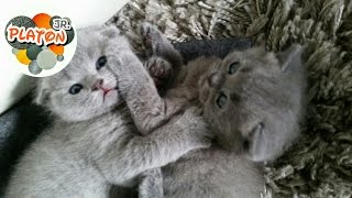 Cutest Scottish fold kittens playing Вислоухие котята играют PART 1 Cutest Scottish fold kittens playing Вислоухие котята играют PART 1