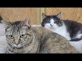 【ご飯まだですか…🐱】Smile to Heart 【譲渡型保護猫カフェ】ねこまる がライブ配信中!