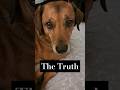 A Love For A Dog #mansbestfriend #cutedog