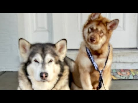 Tonka's WaterWolf Ranch is live! Nanny Heather is here!