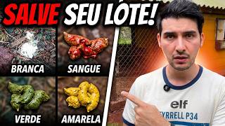 Fezes da galinha: 4 cores que avisam se ela vai morrer