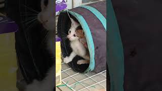 lovely kitten 🐈 #petlovers #adorably #猫 #kitten #adoreble #adorablecat #cute #lovelycat #kitty