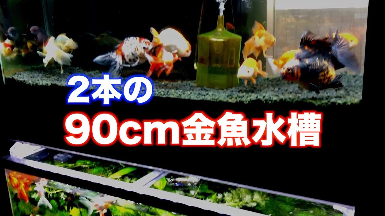 金魚水槽 久しぶりに室内の90cm金魚水槽の様子 Goldfish Youtube