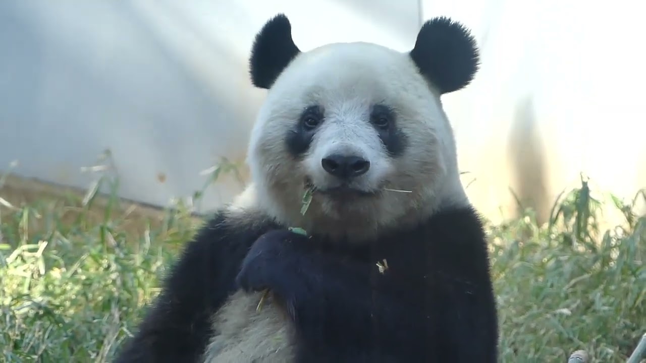 東園パンダ舎（シャンシャン） 2022年2月9日12時撮影