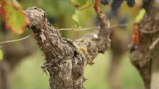 James Cluer's Wine Route - Bordeaux Part 2: Chateau Smith Haut Lafitte