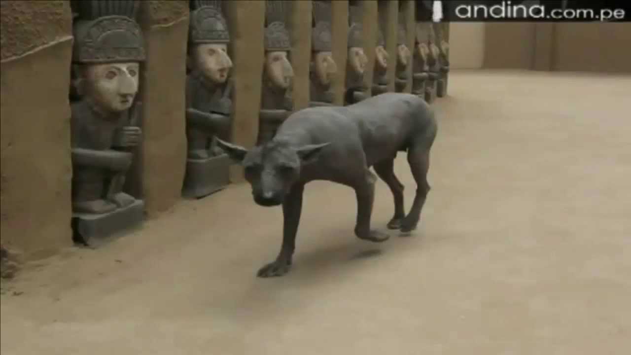Cuidados y Beneficios del Perro Peruano sin Pelo