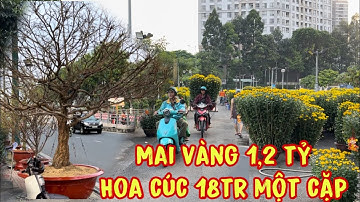 Xuất hiện cây mai vàng 1,2 tỷ hoa cúc 15tr tại chợ Hoa Tết công viên Gia định