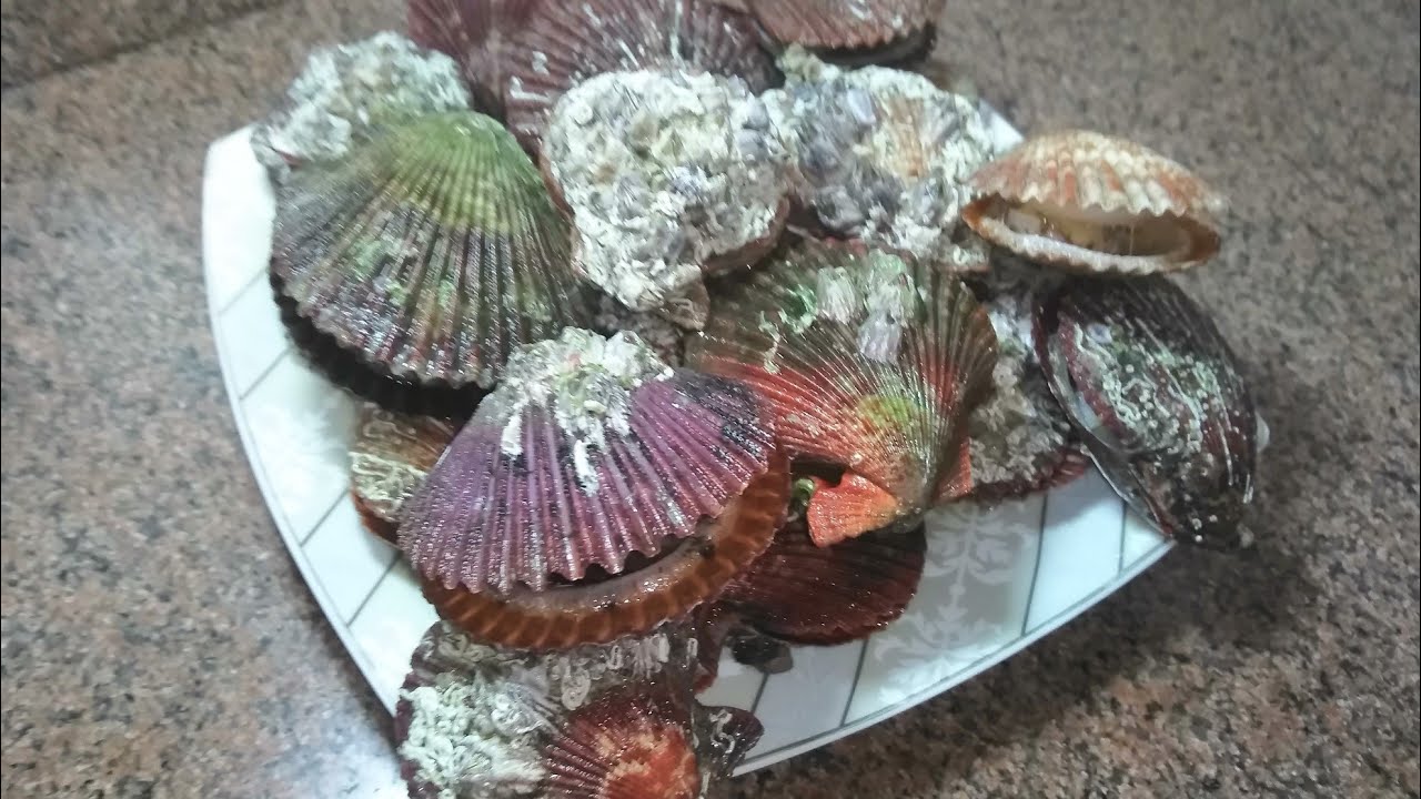 طريقه عمل طماطم البحر