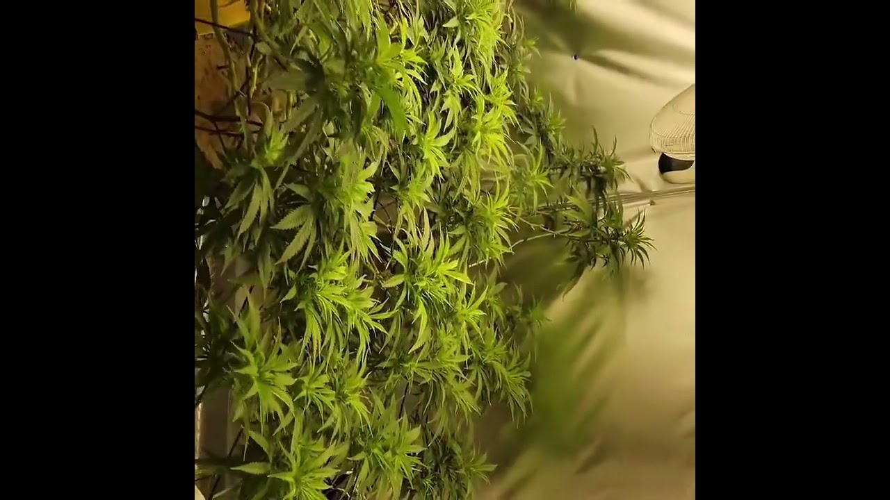 Grown under SunPlix G2 LED grow light