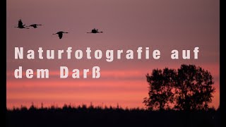 Naturfotografie auf dem Darß (Mecklenburg-Vorpommern)