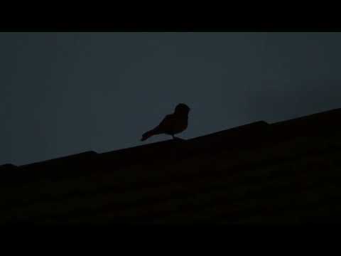 Savanna Nightjar calling from roof top (6am)