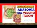 🥇 Anatomía del YEYUNO-ÍLEON, (Intestino Delgado). ¡Explicación Sencilla!