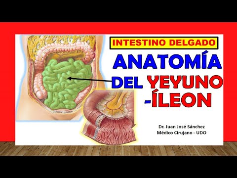 Vídeo: Yeyuno: Definición, Función Y Anatomía, Diagrama Y Condiciones