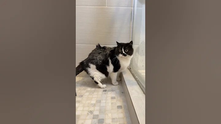 Video 11030421: cat kitten britishshorthair kitty, kitten britishshorthair pets, bath cat kitten kitty