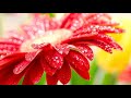 Aankhon Se Dil Mein Utar Ke Mp3 Aankhon Se Dil Mein Utar Ke Mp3