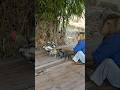 Viral Video SokYaa OG To To And Mom Are Famous Amazing Shorts Viral Video SokYaa OG To To And Mom Are Famous Amazing Shorts