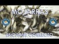 Mojarra, Encarne Vivo Pesca Mas !!! Pejerrey