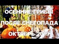 ГРИБЫ ПОСЛЕ СНЕГОПАДА! СКОЛЬКО ГРИБОВ В ЛЕСУ В КОНЦЕ ОКТЯБРЯ 2019! СЪЕДОБНЫЕ ГРИБЫ 2019.