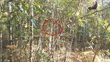 "HUNTING" ต่อไก่ป่าเข้าดีมาก dib qaib qus tuaj zoo tiag tiag daim 3 24/2/2021