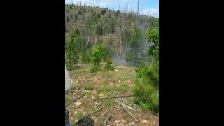 Burning tree falls after lightning strike Wealth