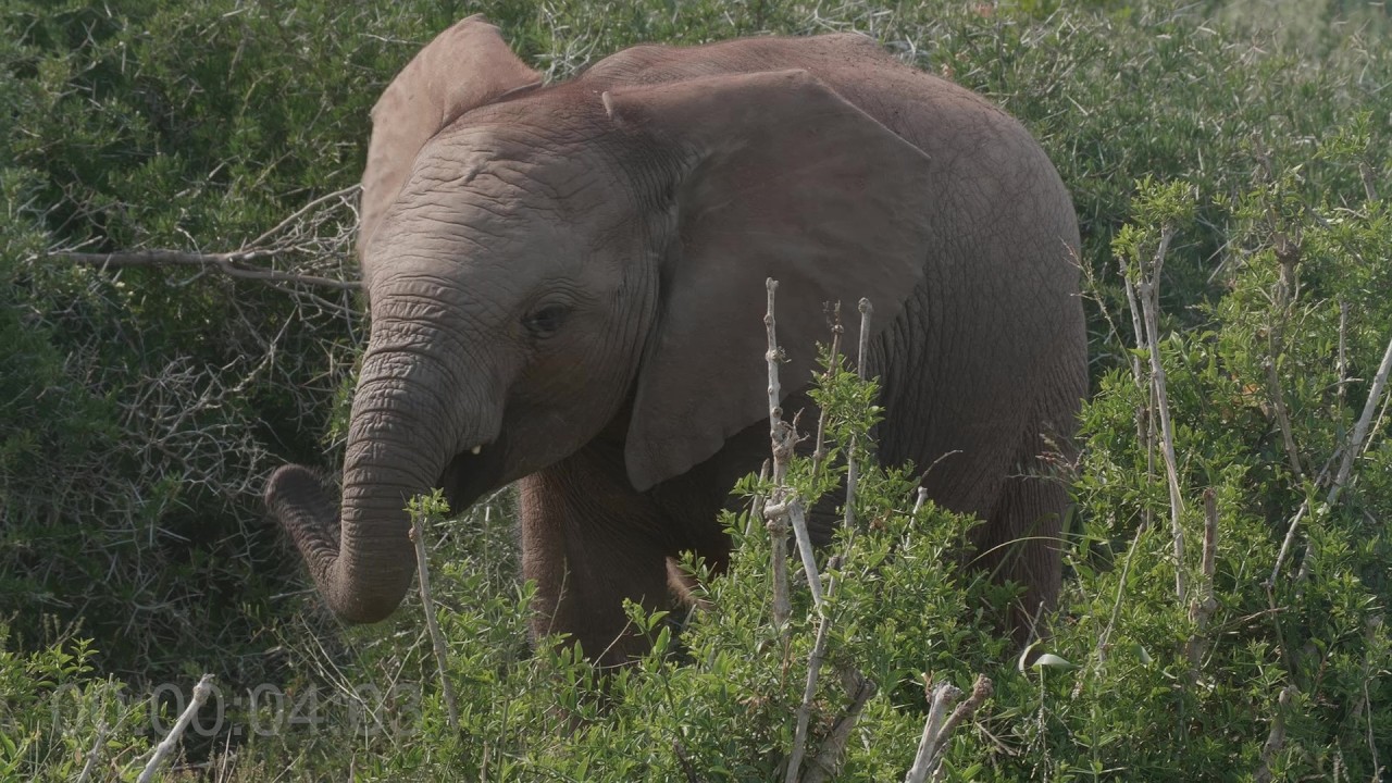 The Elephant's Morning. Or: How does family work?