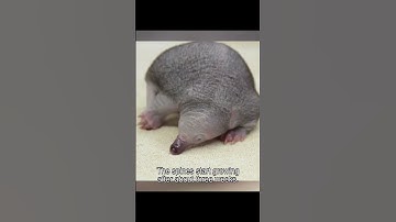 The echidna is undergoing surgery.