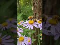 “Bumblebees on Flowers — Nature’s Tiny Pollinators at Work”