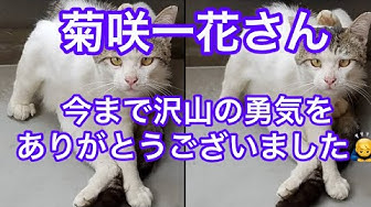 菊咲一花 Youtube