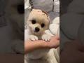 栗まんじゅう先輩の眉間のシワを完全に再現しているマルスくん #ちいかわ #ポメラニアン #犬 #vlog