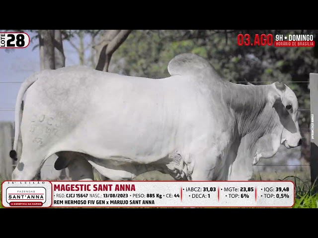 LOTE 28   CJCJ 15647