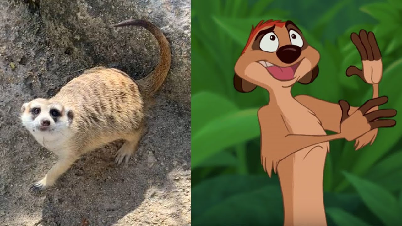 Timon from Lion King in Real Life | Meerkat at the Zoo - YouTube