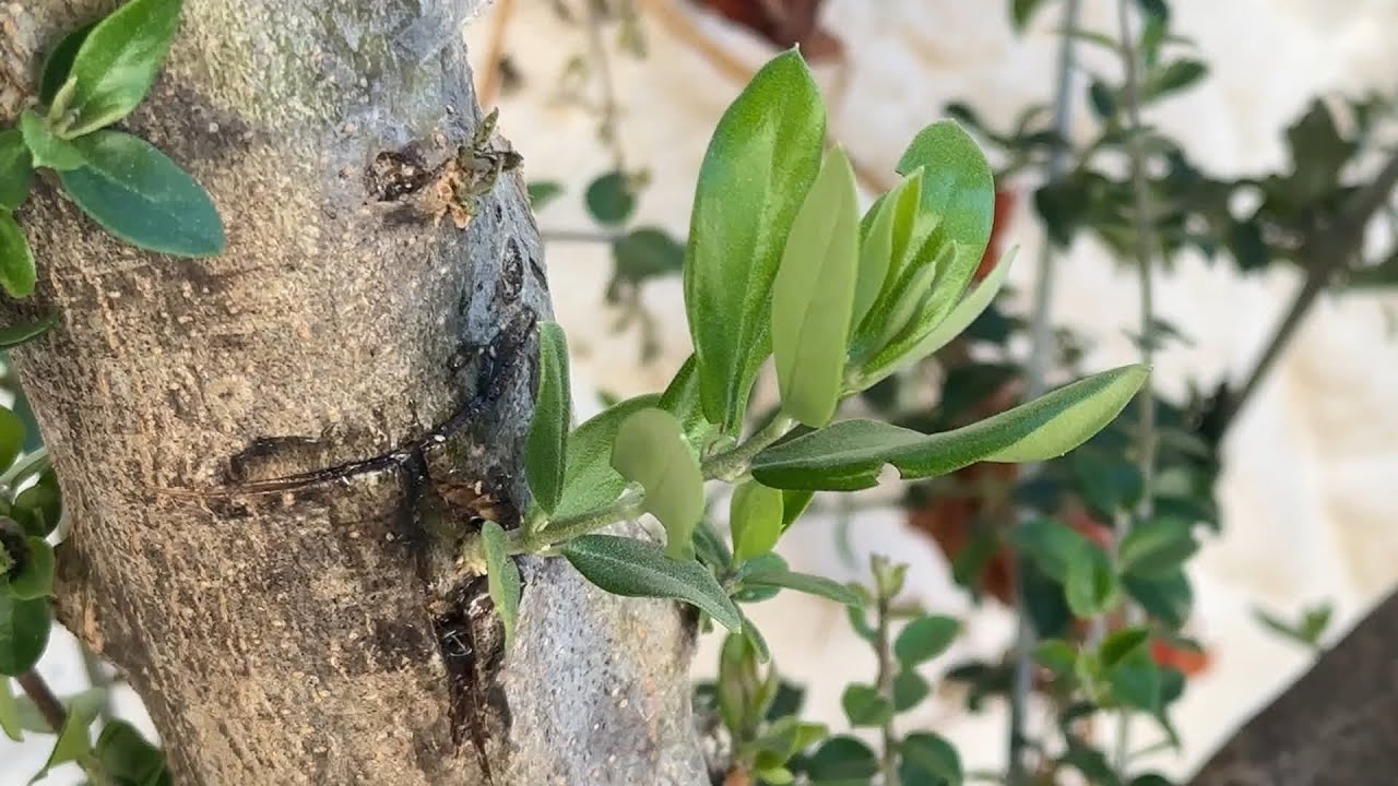 ΜΠΟΛΙΑΣΜΑ ΕΛΙΑΣ ΜΕ ΛΕΚΑΝΙΚΙ ΚΑΙ ΜΑΤΙ