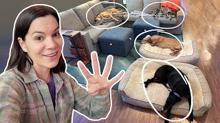 Living with 4 Greyhounds (again)!