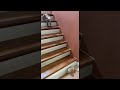 Kitten Takes a Tumble Down Stairs || ViralHog