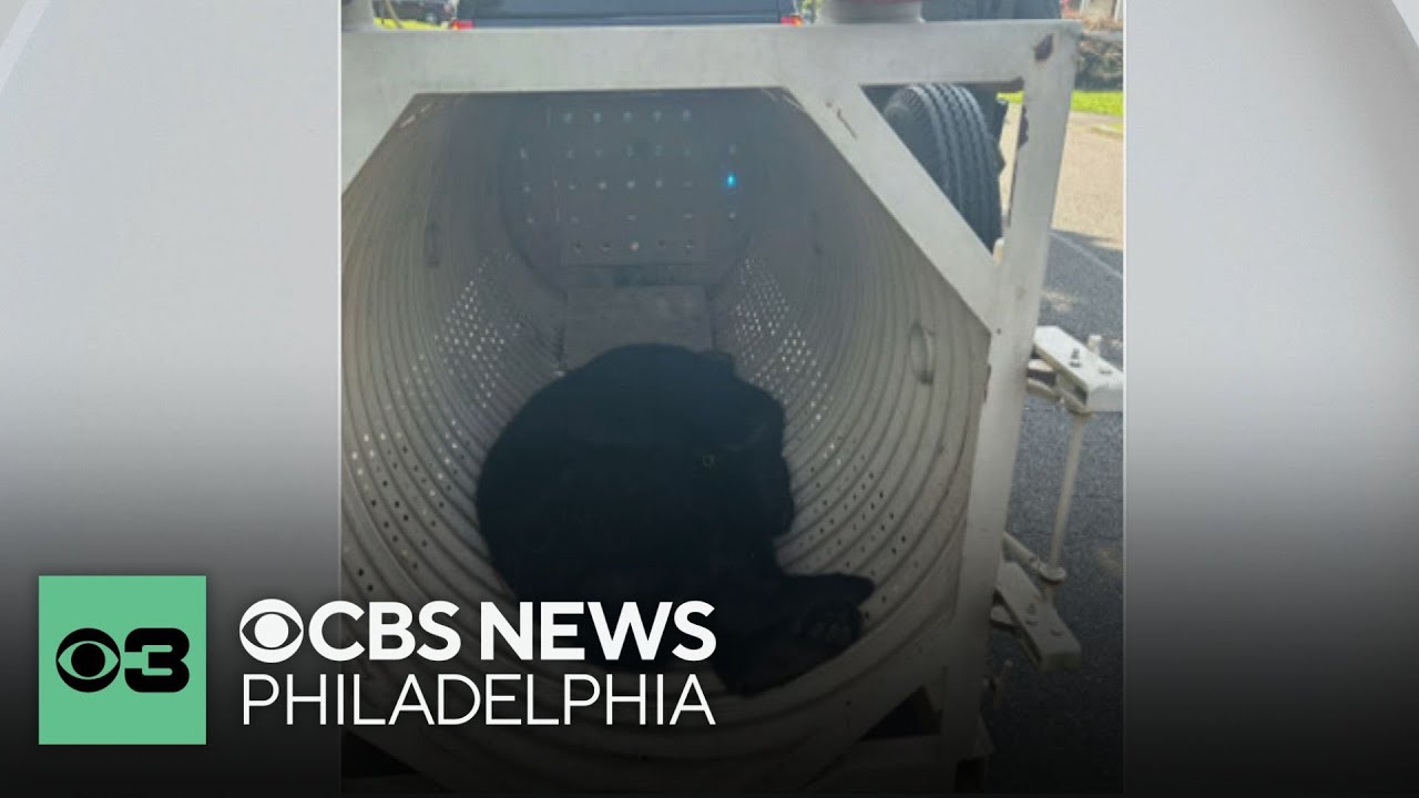 Black bear unharmed after being captured in Bucks County, Pennsylvania