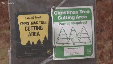 Coconino National Forest allowing people to cut their own Christmas trees