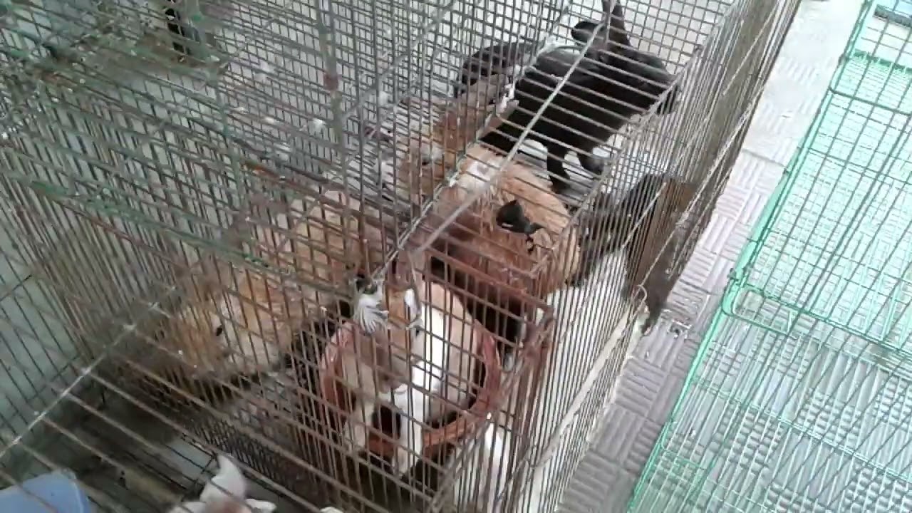 Crafting Rabbit Prices in Bangladesh: A Guide to Ensure Your Satisfaction