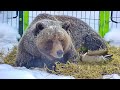 Утиный спасатель Мансур 🐻🦆Не дал утке замерзнуть на холоде❄️/Bear Mansur