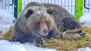 Duck rescuer Mansur 🐻🦆Did not let the duck freeze in the cold❄️/Bear Mansur