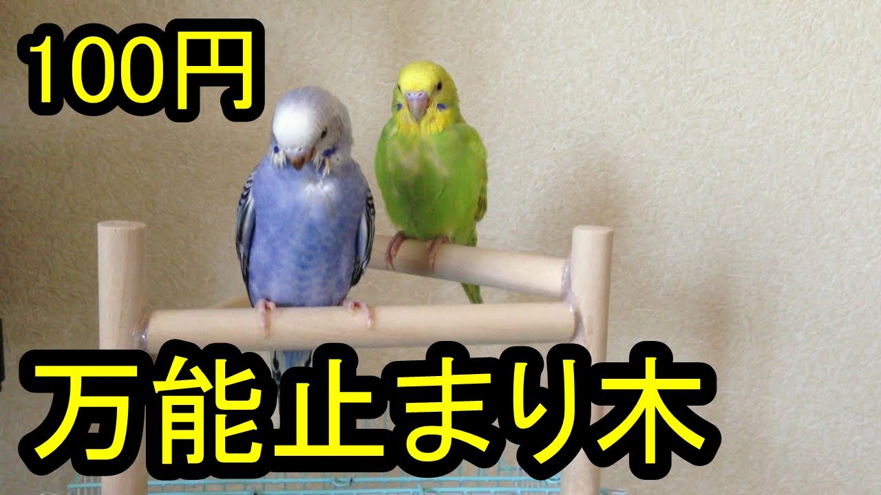 100円の木で万能止まり木とても使える セキセイインコ Youtube