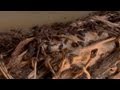 Understanding Bug Chambers and Their Benefits