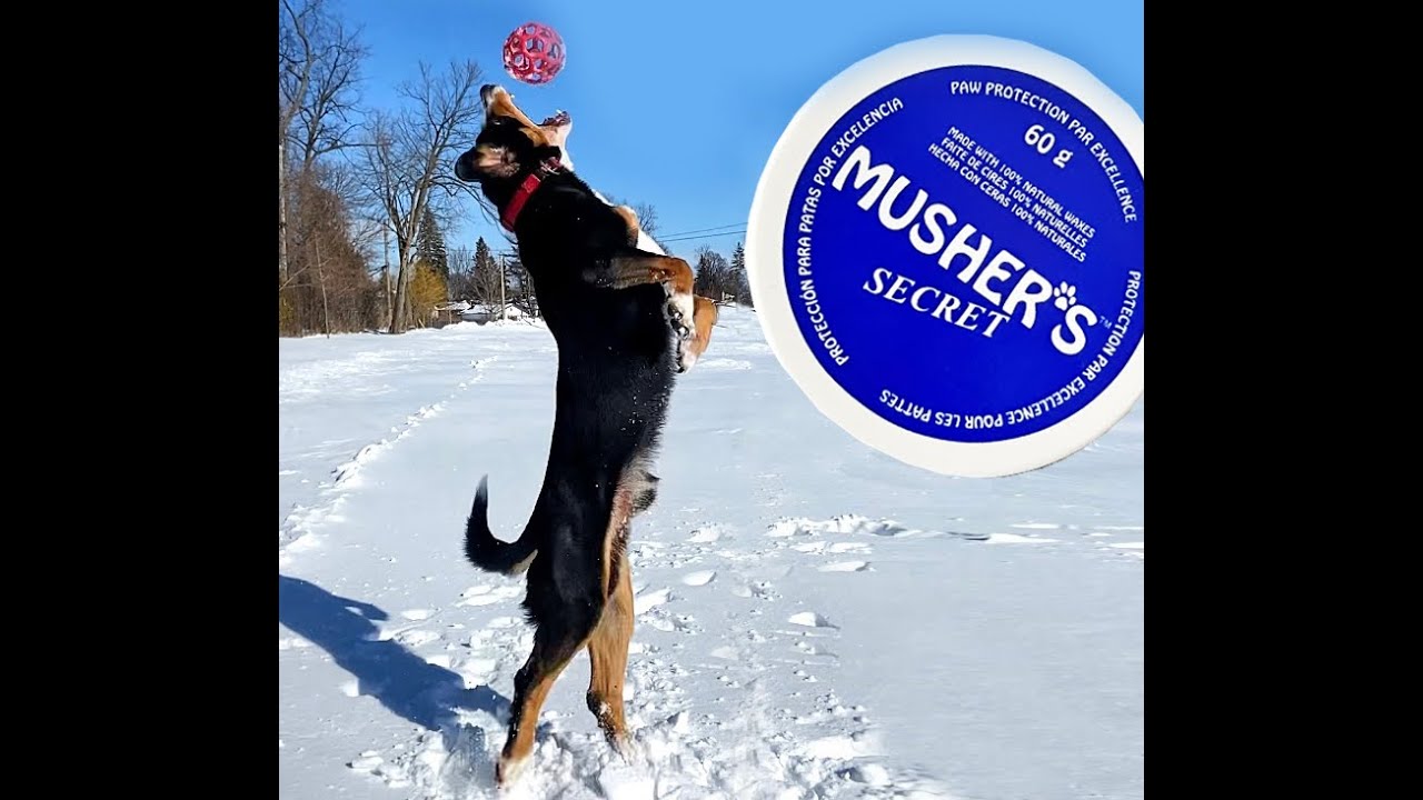 Dog reviews Paw Protection Musher's Secret YouTube