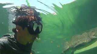 Snorkeling with a Crocodile