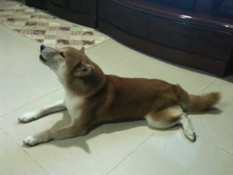 會唱歌的柴犬(波奇)