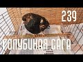 Голубиная сага - Лапочка умерла (Серия 239)