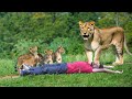 Lion attack man in forest  lion attack hunter  lion attack stories part 10