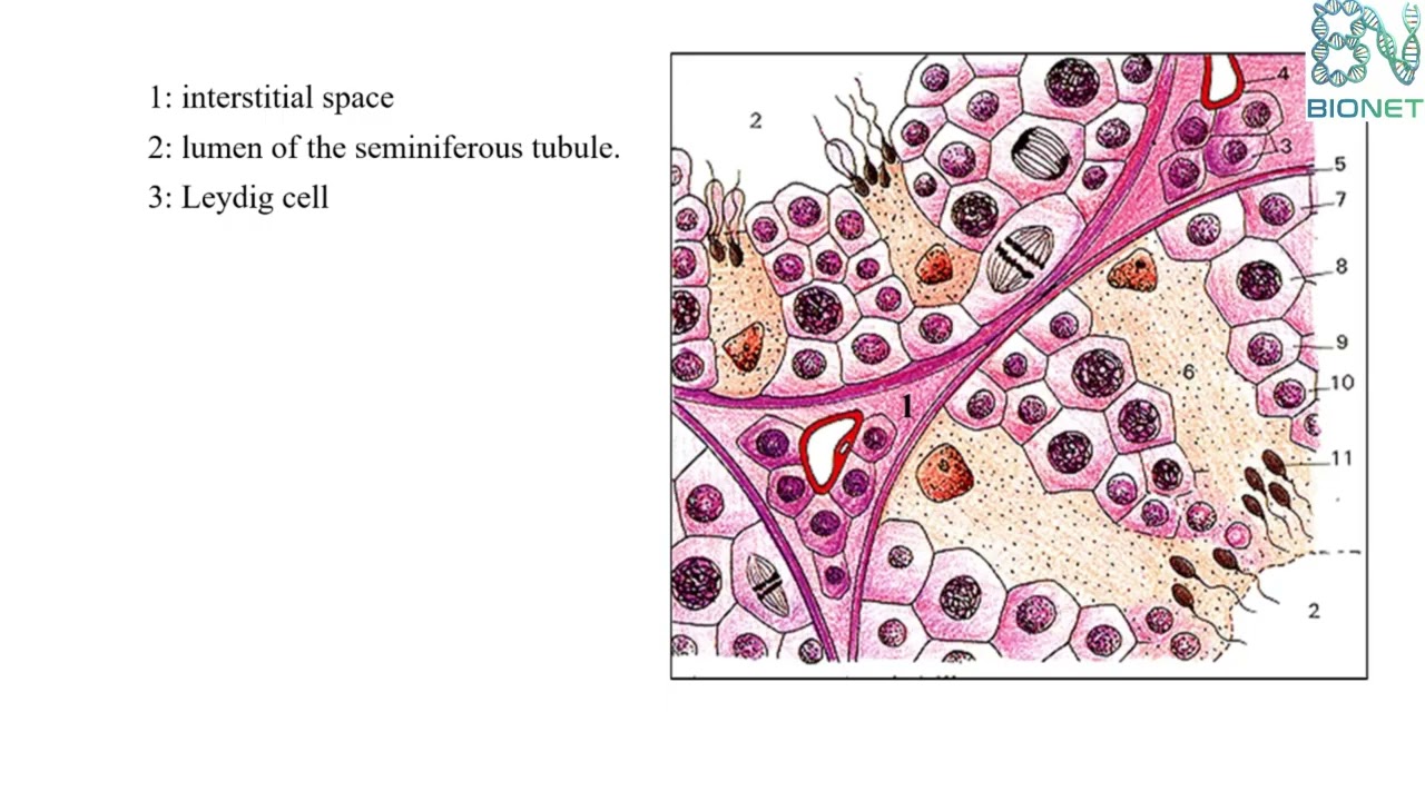 Путь сперматозоида: сперматогенез шаг за шагом