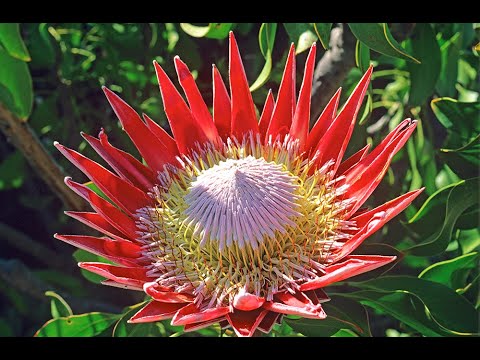 Vidéo: Protea flowers - Beautés sud-africaines au caractère tropical